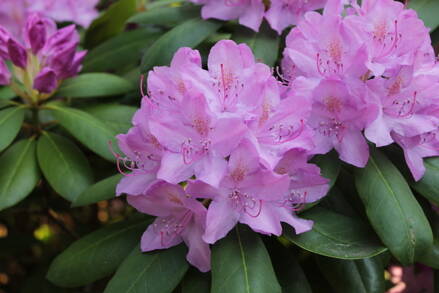 Rhododendron Catawbiense Grandiflorum 20/30