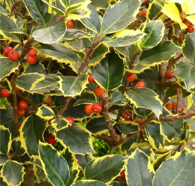Cezmína Ilex aquifolium Ferox Argentea 30/40