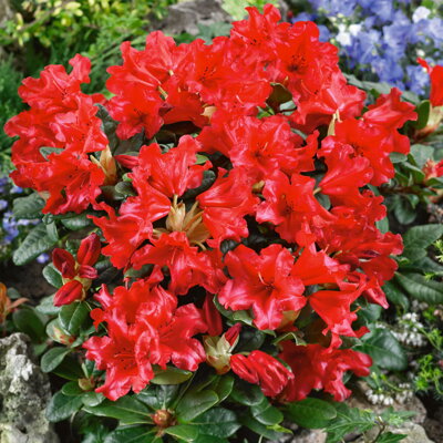 Rhododendron Scarlet Wonder  20/30
