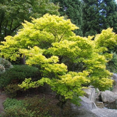 Javor- Acer shirasawanum Aureum
