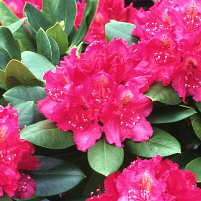 Rhododendron Pearce's American beauty 20/30