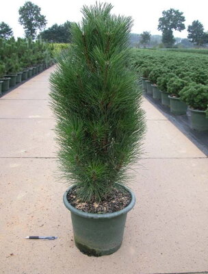 Pinus nigra  Green Tower +30