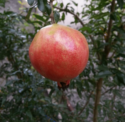 Granátové jablko 120/160