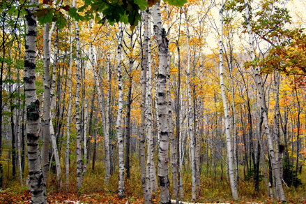 Betula papyrifera -breza papierová -biela 140/160 