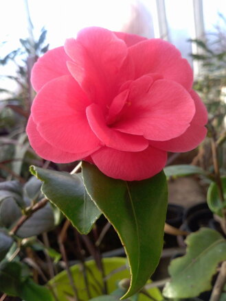 Kamélia Camellia japonica