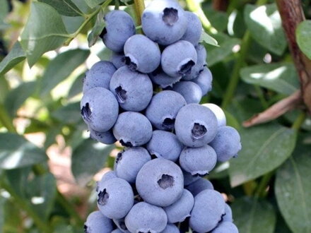 čučoriedka Titanium stredne neskorá