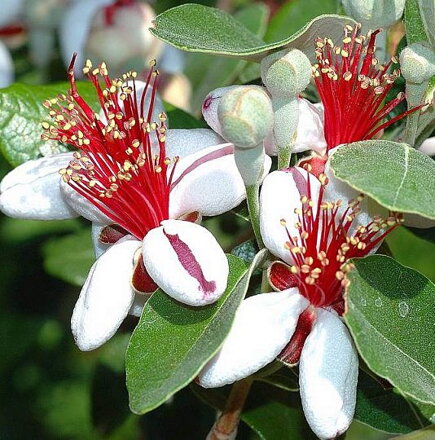 Feijoa - Acca sellowiana /Myrthaceae -mrazuvzdorná -13st.C