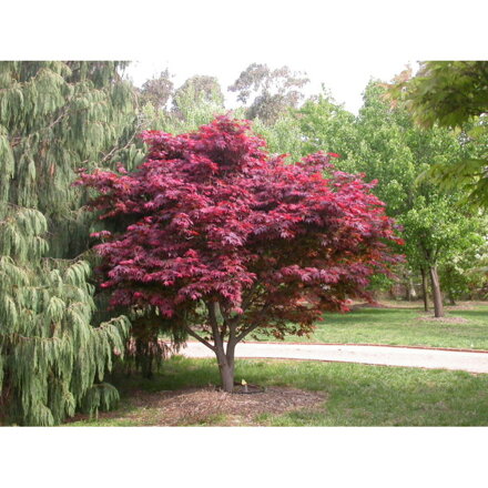 Acer atropurpureum 140/160 javor japonský