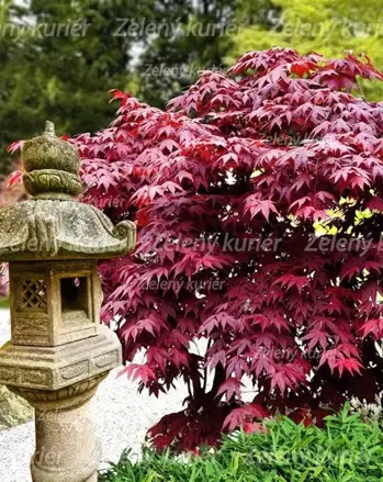 acer palm. Atropurpureum 30/50