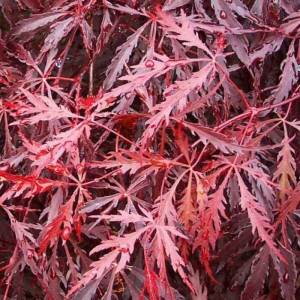 Acer Palmatum Garnet 30/40