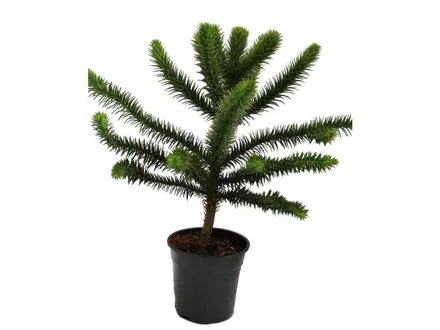araucaria -araukaria andská 40cm