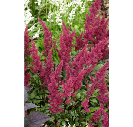 Astilbe fanal 