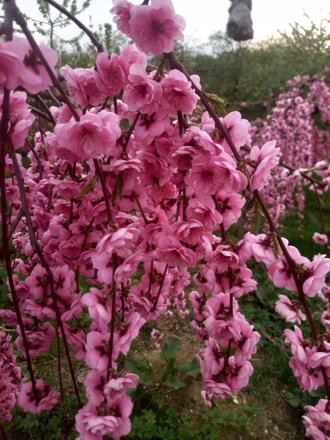 broskyňa previslá Pink Cascade 120/150