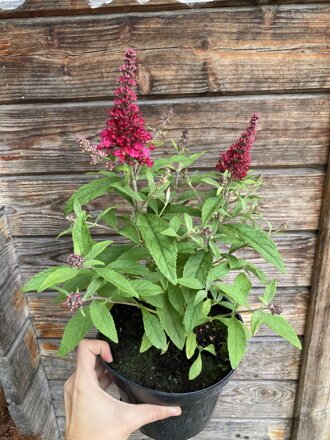 Budleja Davidii - Ruby Little