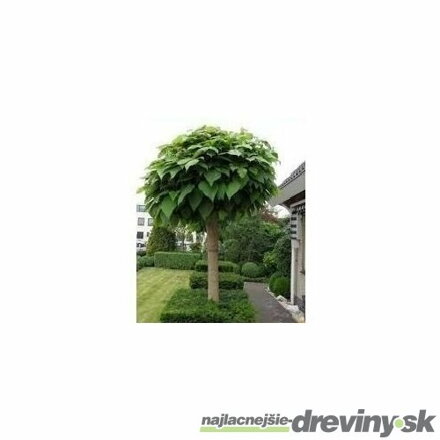 Catalpa bignoides Nana katalpa 200/220 