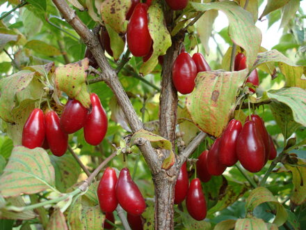 Cornus mas Wydubieckij 120/140 s plodmi