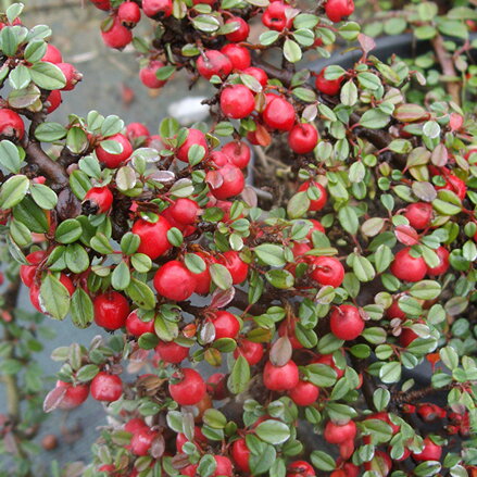 skalník- cotoneaster dammeri Qeen of Carpets