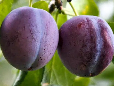 Slivka Diana / Wawit 100/120