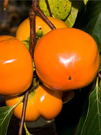 Hurmikaki Hana Fuyu -Virginiana sladké -20st.C