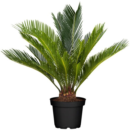 Cykas japonský -Cycas Revoluta 100/120