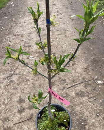 Drieň jedlý Shan- veľkoplodý, cornus mas