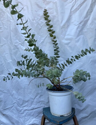 Eukalyptus - Baby Blue 30/40