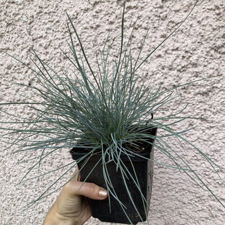 Kostrava sivá - Festuca glauca