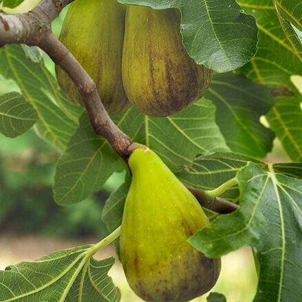 Figa Dalmacia Ficus carica s plodmi