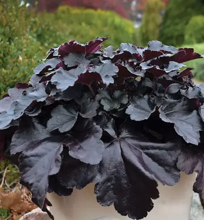 Heuchera Micranta - Black Pearl 10/20