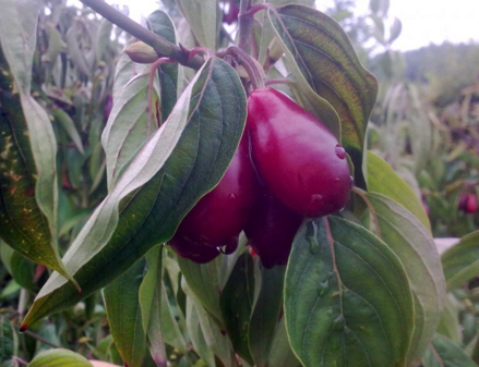 Drieň jedlý Shan- veľkoplodý, cornus mas