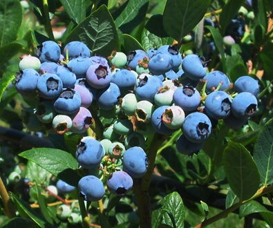 Čučoriedka neskorá Elliot vaccinium corymbosum