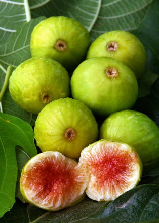 Figa Dottato biela ficus carica 100/110