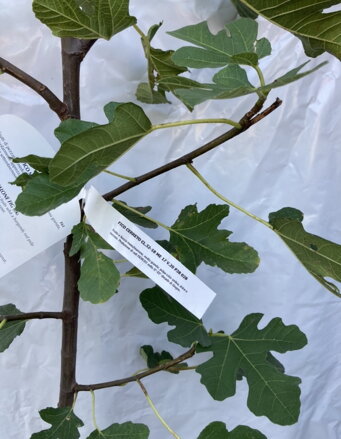 Figa Cerreto ficus Carica 120/150