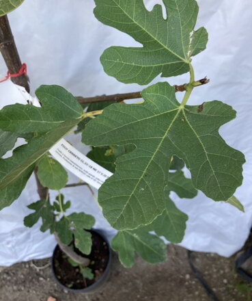 Figa Cerreto ficus Carica 120/150