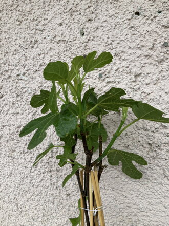 Figa -Ficus carica Brown Turkey 60/80 s plodmi