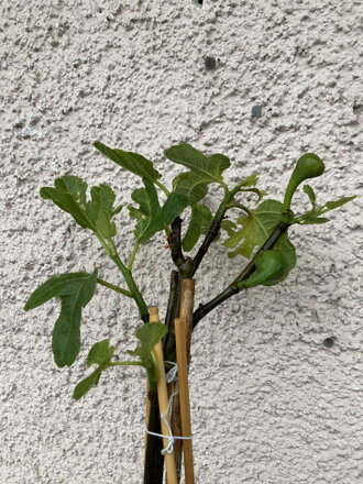 Figa -Ficus carica Brown Turkey 60/80 s plodmi