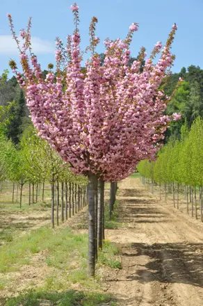 prunus serulata Kanzan 140/160