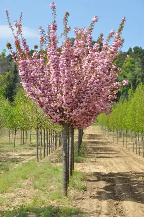 Prunus serulata-Kanzan Čerešňa ozdobná  160/200