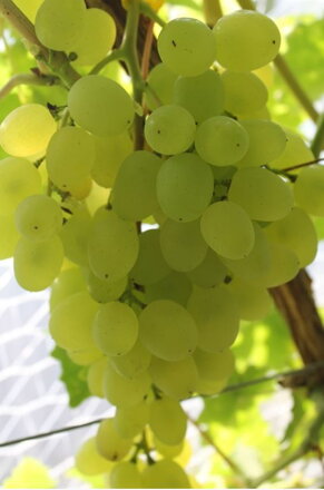  Vinič biely - Kiszmisz Bielyj Ustolcziwyj -bezsemenné stolové