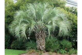 Palma Butia Capitata +140