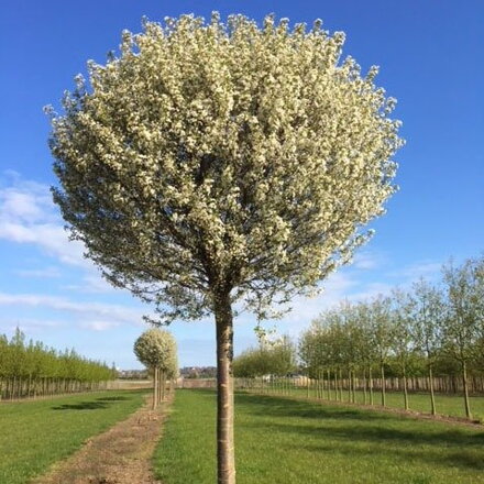 Prunus eminens Umbraculifera 200/240