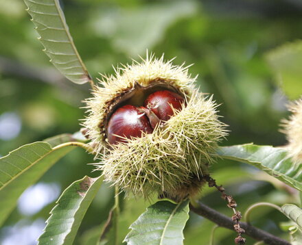 gaštan jedlý castanea sativa De Miguel