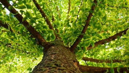 Ginko biloba 160/200