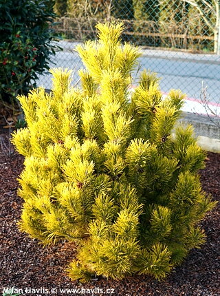 Pinus mugo Golden Glow 20/30