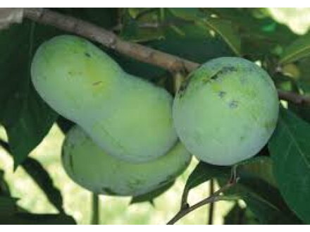asimina triloba Golden4 