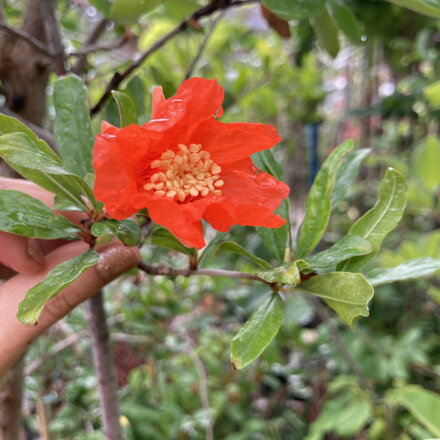 Punica Granatum Red Horse granátové jablko 120/140