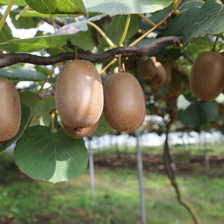Kiwi (Actinidia deliciosa) ´HAYWARD´ - výška 140-160 cm, kont.13x13(-18°C)