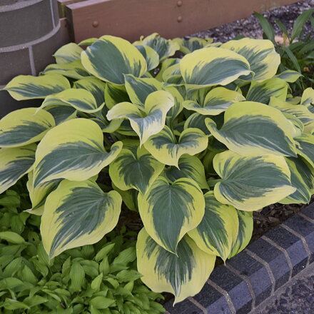 Hosta Liberty kont.
