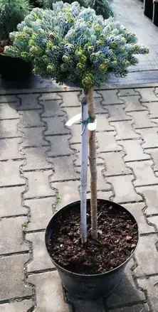 Abies koreana Kohouts Icebreaker 50/60
