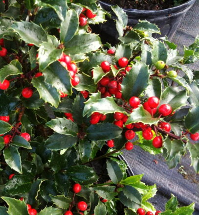 ilex crenata Golden Gem- cezmína 30/40
